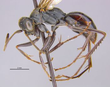 Media type: image;   Entomology 13649 Aspect: habitus lateral view